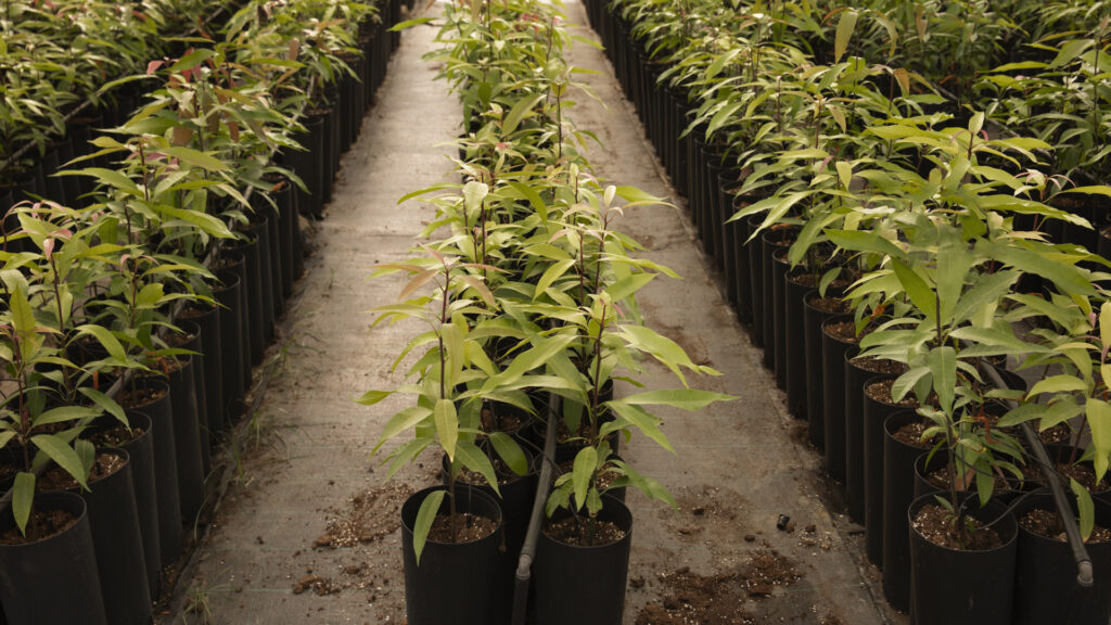 Choisir un CBD local dans le Var : critères pour une production de qualité