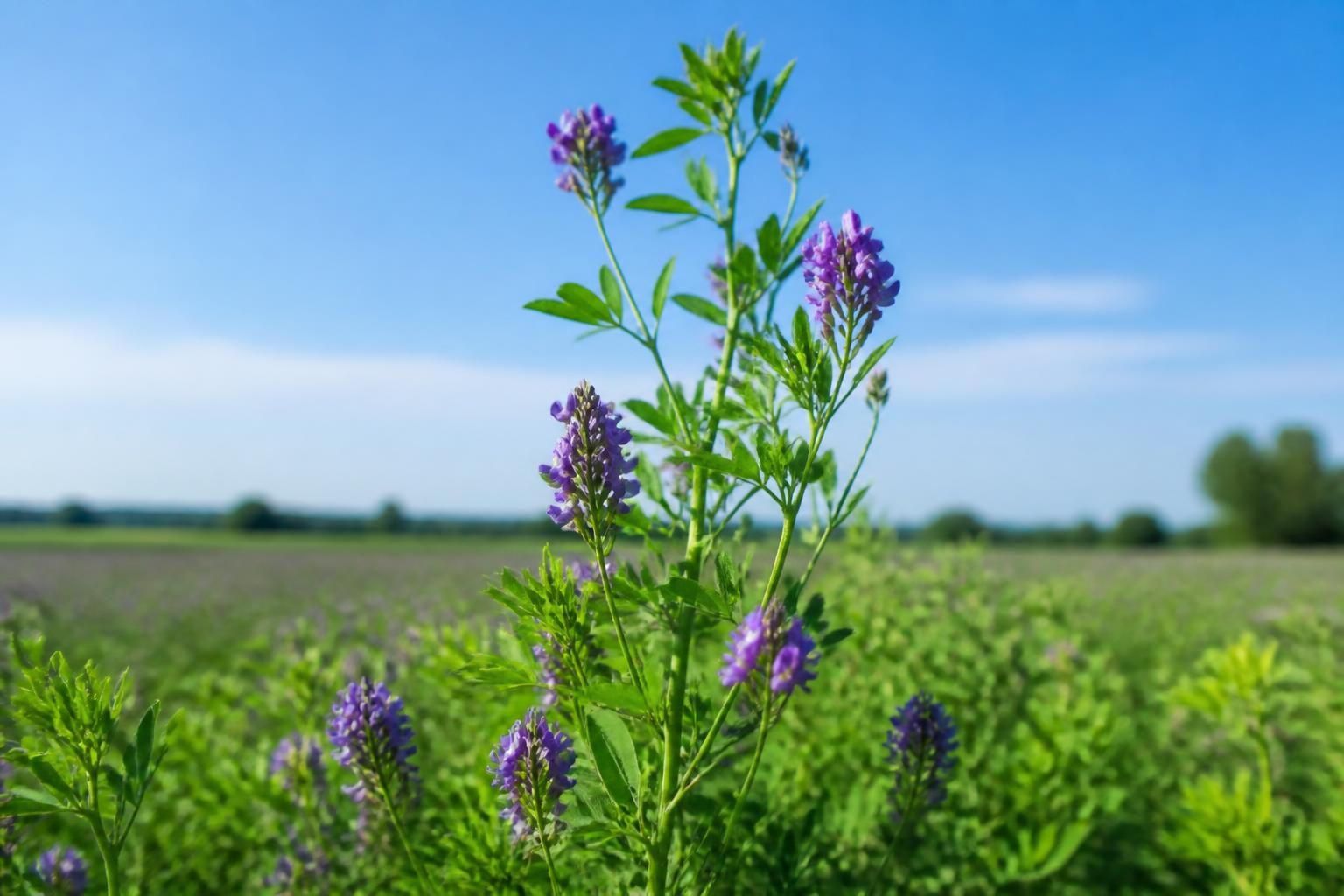 découvrez les bienfaits méconnus de l'alfalfa pour la santé : une plante riche en nutriments qui booste votre vitalité et favorise un bien-être naturel.